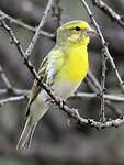 Serin à ventre blanc