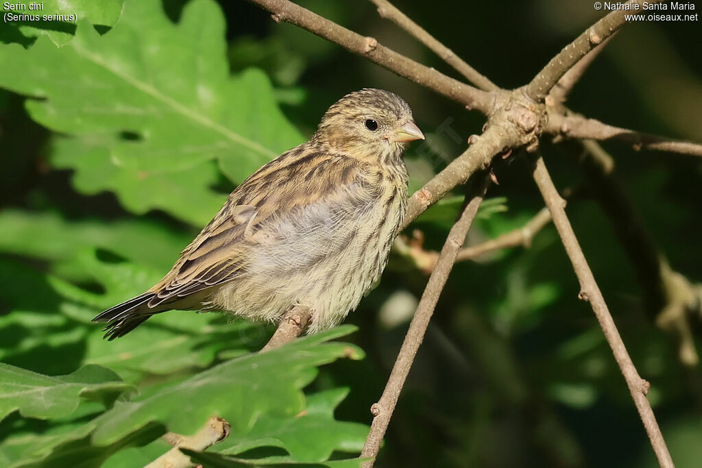 Serin cini