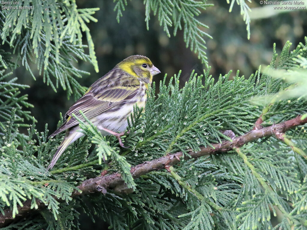 European Serin male adult, identification, habitat, Behaviour