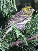 European Serin