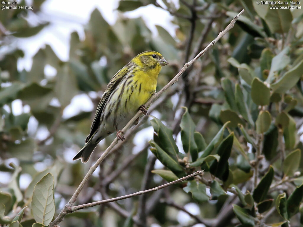 Serin cini mâle adulte, identification, habitat, Comportement