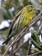 European Serin