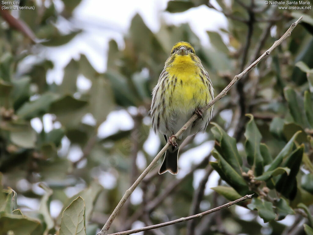 Serin cini mâle adulte, identification, habitat, Comportement