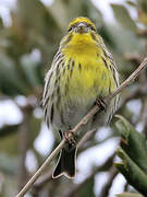 European Serin