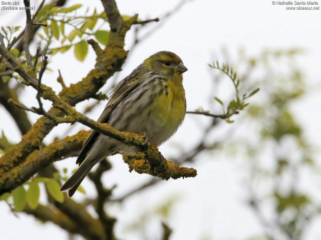 Serin cini mâle adulte, identification, habitat, Comportement