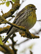 European Serin