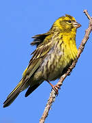 European Serin