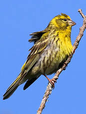 Serin cini