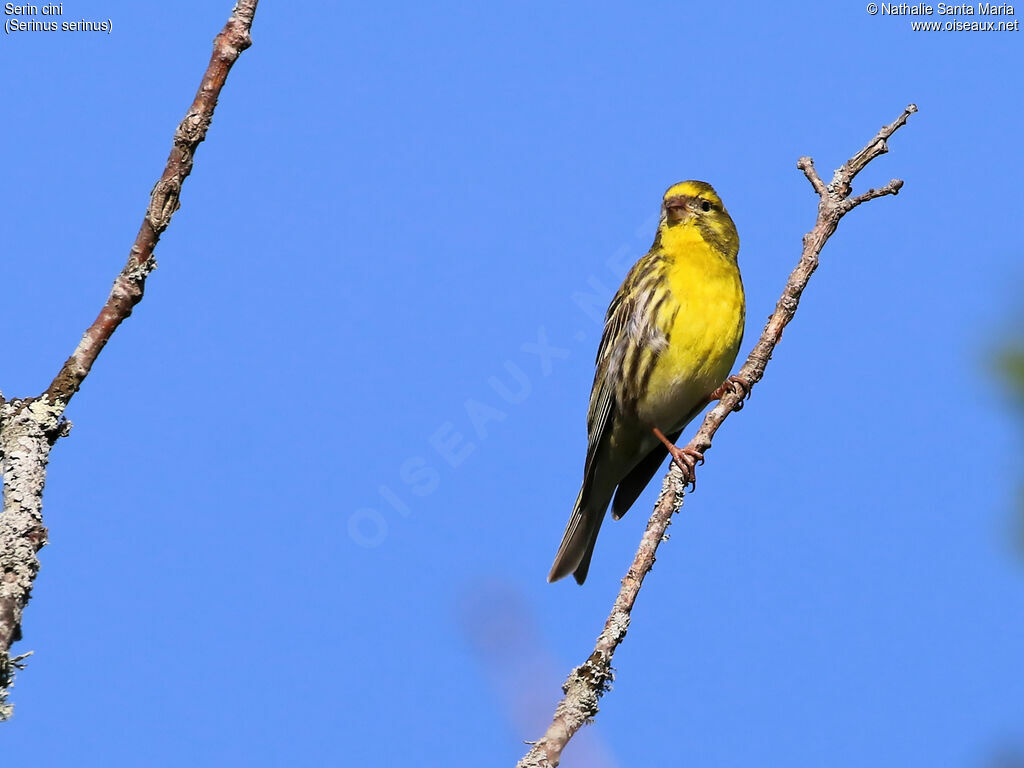 Serin cini mâle adulte, identification, habitat, Comportement