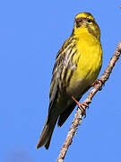 European Serin