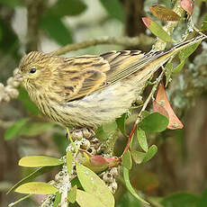 Serin cini