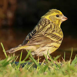 Serin cini