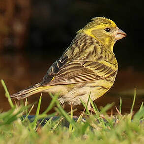 Serin cini