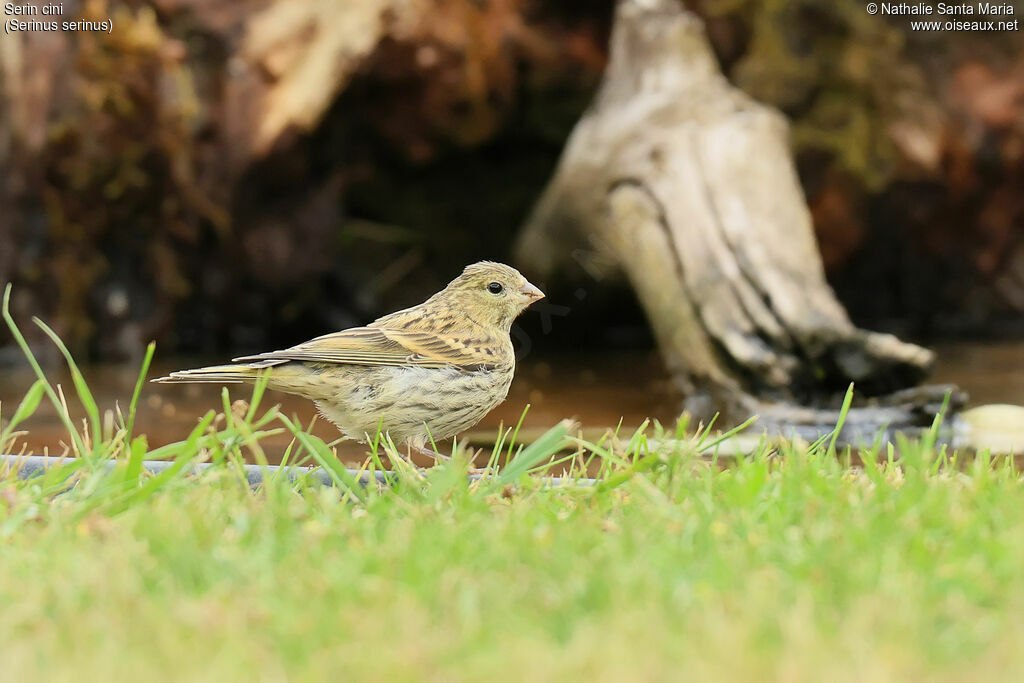 European Serinjuvenile, identification