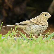 Serin cini