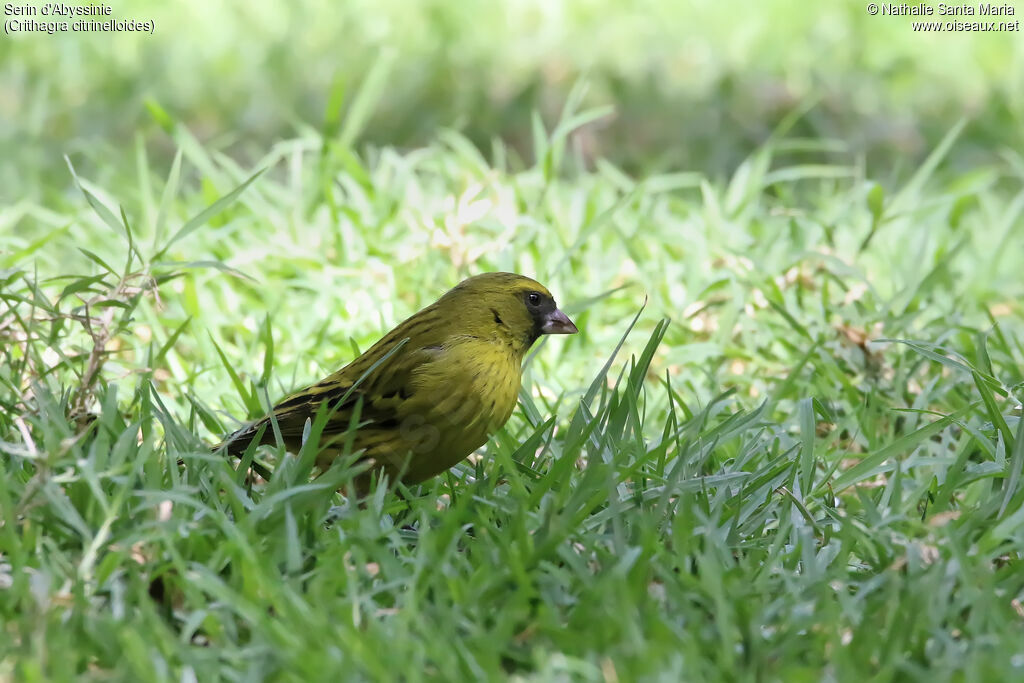 African Citriladult, identification, habitat