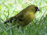 Serin d'Abyssinie