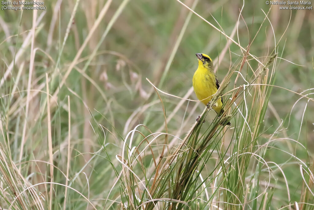 Yellow-fronted Canary male adult, identification, habitat