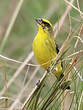 Serin du Mozambique