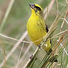 Serin du Mozambique