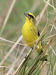 Serin du Mozambique