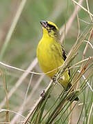 Yellow-fronted Canary