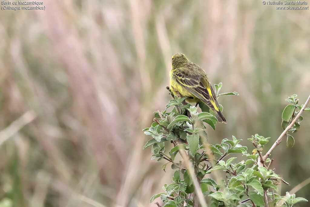 Yellow-fronted Canaryadult, habitat