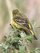 Yellow-fronted Canary