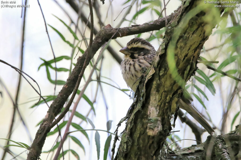 Streaky Seedeateradult, identification, habitat