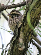 Streaky Seedeater