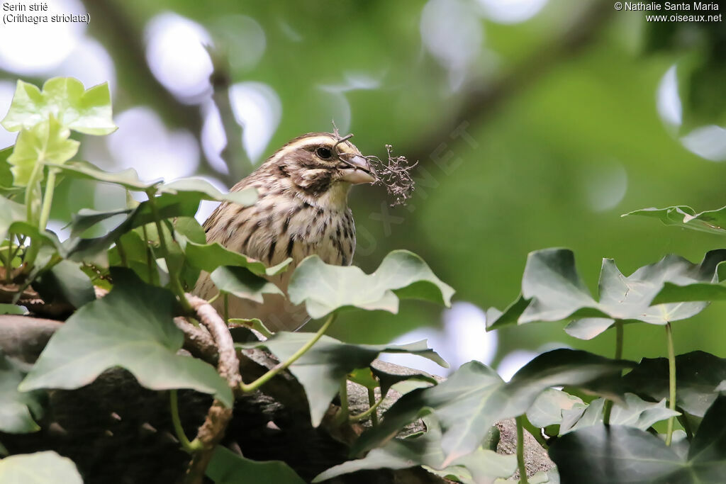 Serin striéadulte, identification, habitat, Nidification