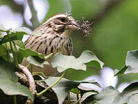 Serin strié