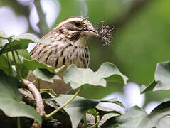 Streaky Seedeater