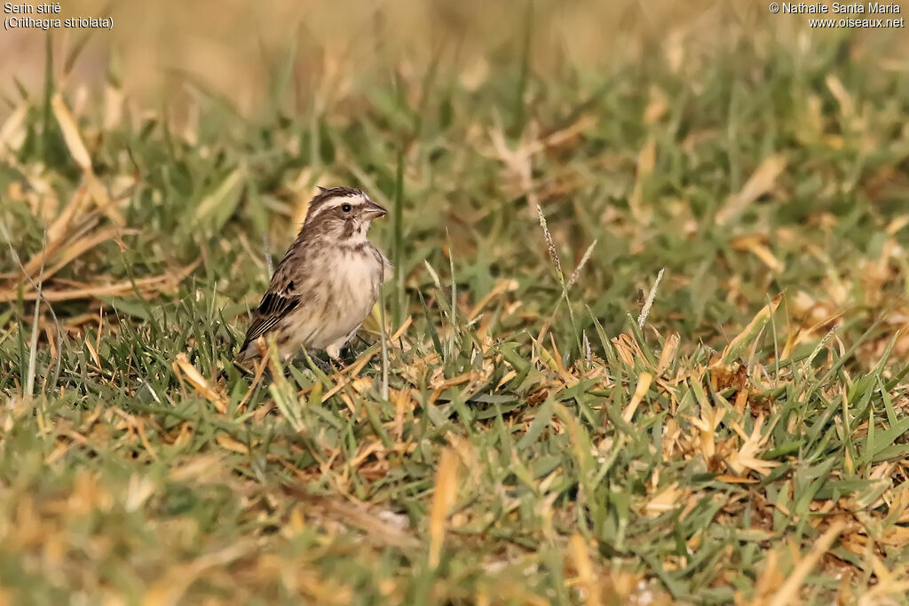 Streaky Seedeater, identification, habitat