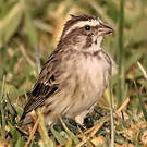Serin strié