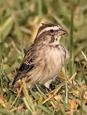 Serin strié