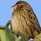 Serin strié