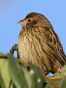 Streaky Seedeater