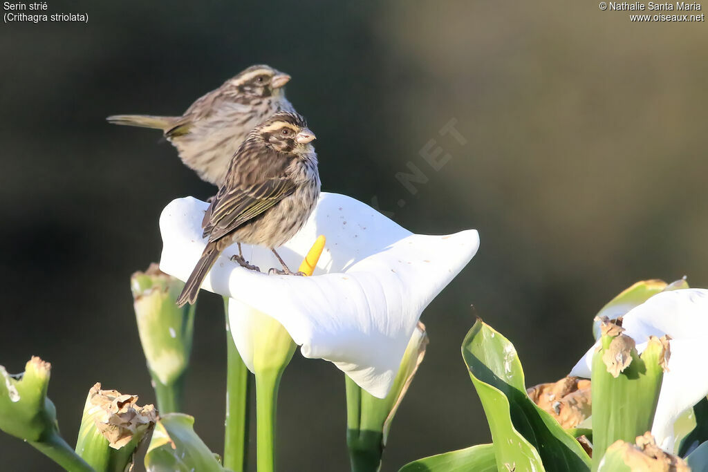 Streaky Seedeateradult, identification