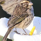 Serin strié