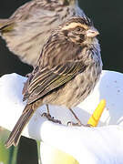 Streaky Seedeater