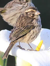 Serin strié