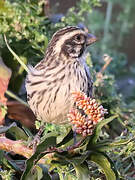 Streaky Seedeater