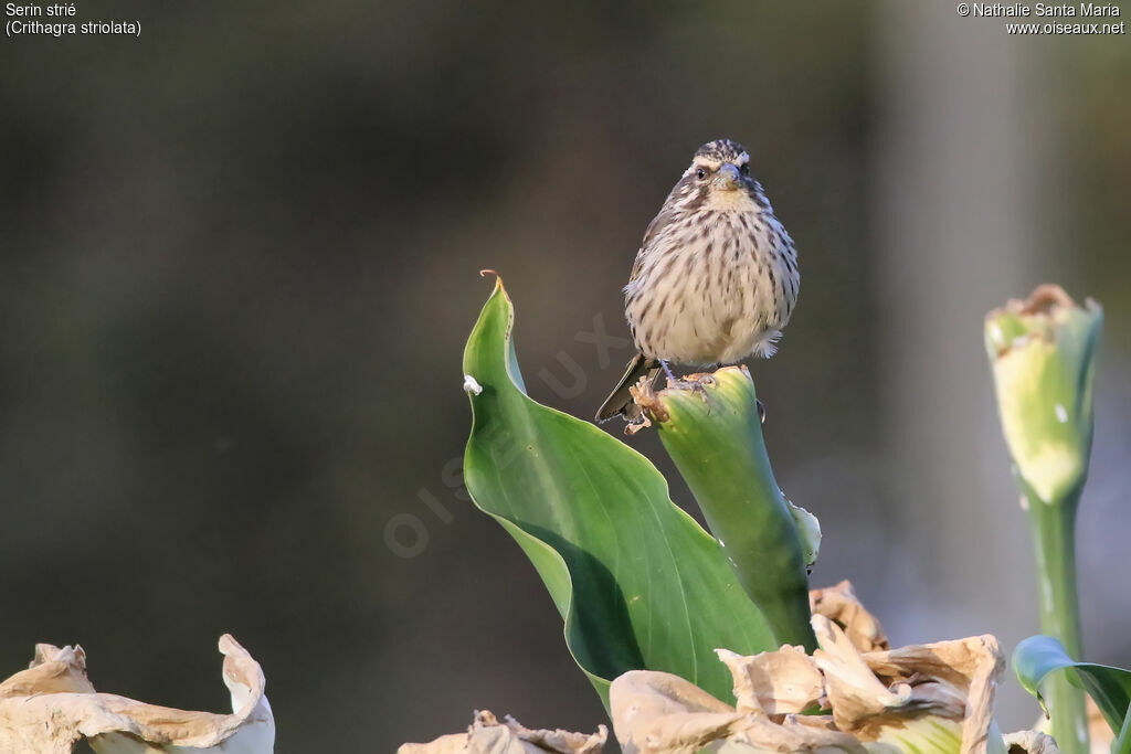 Streaky Seedeateradult, identification, habitat