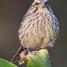 Serin strié