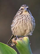 Streaky Seedeater