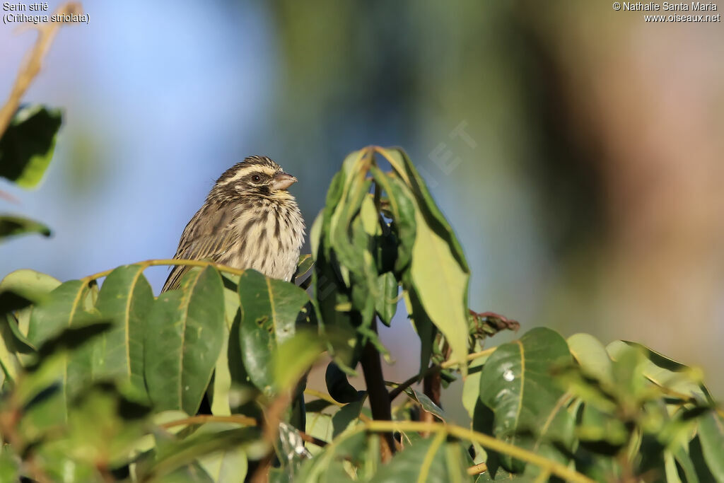 Serin striéadulte, identification, habitat