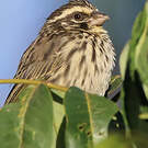 Serin strié
