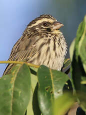 Serin strié