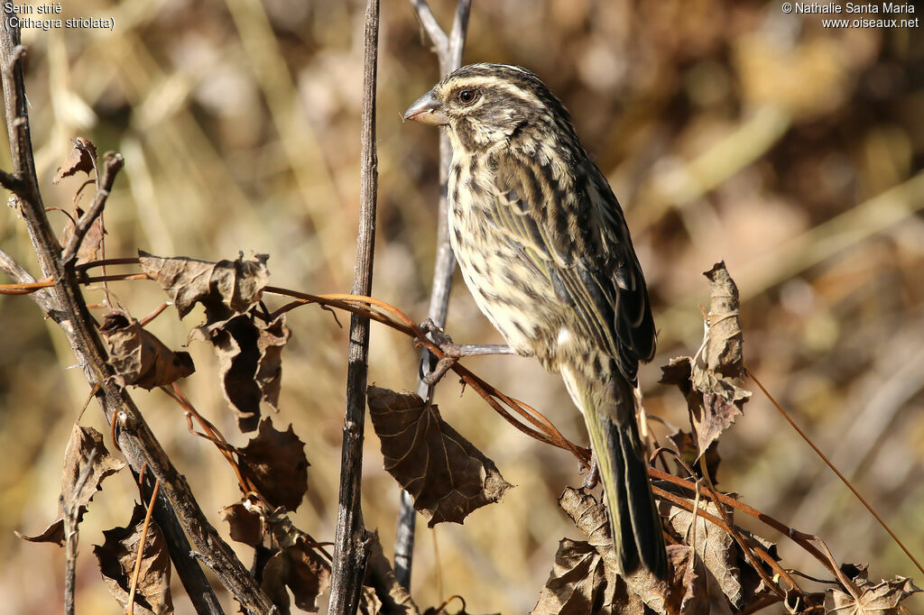 Streaky Seedeateradult, identification, habitat